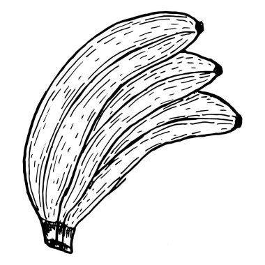 Muz dalının vektör çizimi. Tropikal meyvelerin bileşimi. Mürekkep çizim sanatı. Olgun muzun çizgi çizimi