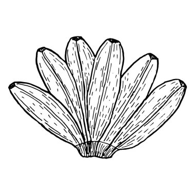 Muz dalı taşıyıcısı. Tüm tropikal meyveler beyazda izole edilmiş. Mürekkep çizimi.