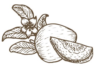 El çizimi guava meyvesi bütün, parçalanmış ve dalları soyutlanmış. Klasik kompozisyon, çizim doğrusal. Guava tropikal meyvesi, vektör illüstrasyonu gıda geçmişi için kullanılabilir.