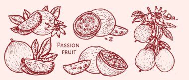 Tutkulu meyve eskizi. El çizimi kırmızı çizgi vektör seti. Dilimlenmiş marakuja parçaları, tüm parçalar, yemek çizimi için tropikal meyve, kozmetik için el yapımı tasarım, yemek arkaplanları..