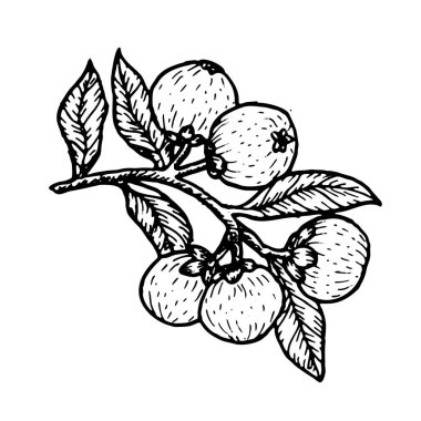 Mangosteen tropikal bitkisi. Ağaç dalında olgun meyve, Asya bahçe illüstrasyonu, klasik eskiz, gıda tasarımı için doğal tarım unsuru.