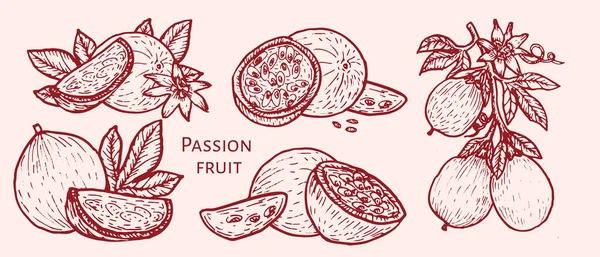 Tutkulu meyve eskizi. El çizimi kırmızı çizgi vektör seti. Dilimlenmiş marakuja parçaları, tüm parçalar, yemek çizimi için tropikal meyve, kozmetik için el yapımı tasarım, yemek arkaplanları..