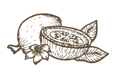 El çizimi guava meyvesi bütün, yaprakları ve yaprakları vektör dosyasındaki şeffaf arkaplanda. Doğrusal tarzda klasik bir eskiz. Guava tropikal meyvesi.