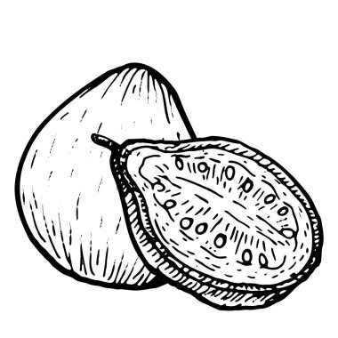 Guava vektör besin çizimi. Tek parça tropikal meyve ve yarı izole edilmiş beyaz, klasik eskiz tarzı, doğal organik bitki, sağlıklı diyet sanatı..