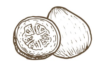 Guava meyvesinin bütün ve yarım çizimi. El çizimi vektör çizimi. Klasik mürekkep çizimi. Gıda tasarımı için tropik meyve bitkisi.