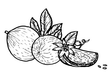 Tutku meyvesi illüstrasyonu. Tohumlu ve bütün tutkulu meyveler, izole tropikal kesim, doğal sağlıklı gıda sanatı, gıda tasarımı için klasik çizim, kozmetik ürünler..