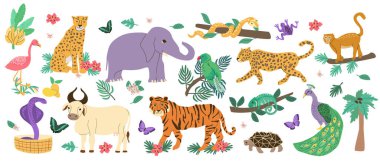 Bir grup Hint hayvanı. Çizgi film düz vektör çizimi beyaza izole edildi. Bengal kaplanı, tavus kuşu, beyaz inek veya zebu, yıldız kaplumbağa, kobra ve gül halkalı papağan, Güney Asya için diğer tropikal hayvanlar.