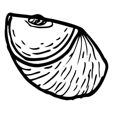 Yıldız elmalı caimito dilimi, vektör, beyaz arkaplanda izole edilmiş, eski tarz, kontür çizimi, el çizimi.