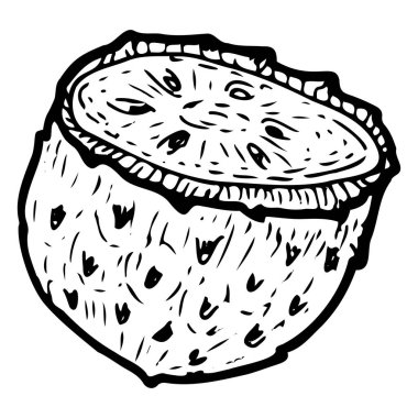 Soursop yarım meyve izole. İşleme tarzında bir kaynak eskizi. El çizimi vektör illüstrasyonu.