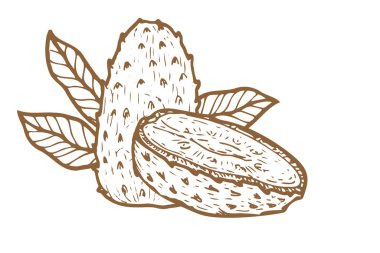 Guanabana meyvesi. Annona muricata. Vektör çizgisi çizimi izole edildi. Tropikal meyve bütün ve besin tasarımı için yapraklı yarımlar.