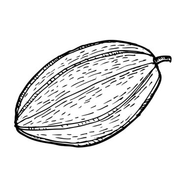 Carambola tropikal meyve mürekkebi vektör çizimi izole edildi. Egzotik yıldız meyvelerinin gravür çizimi.