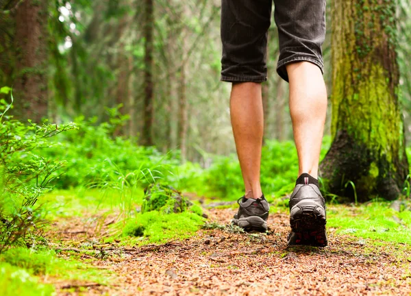 Wandelende man in het bos — Stockfoto