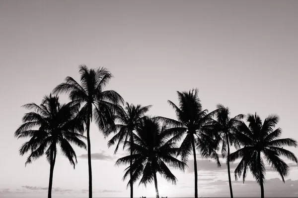 Silhouette von Palmen bei Sonnenuntergang — Stockfoto