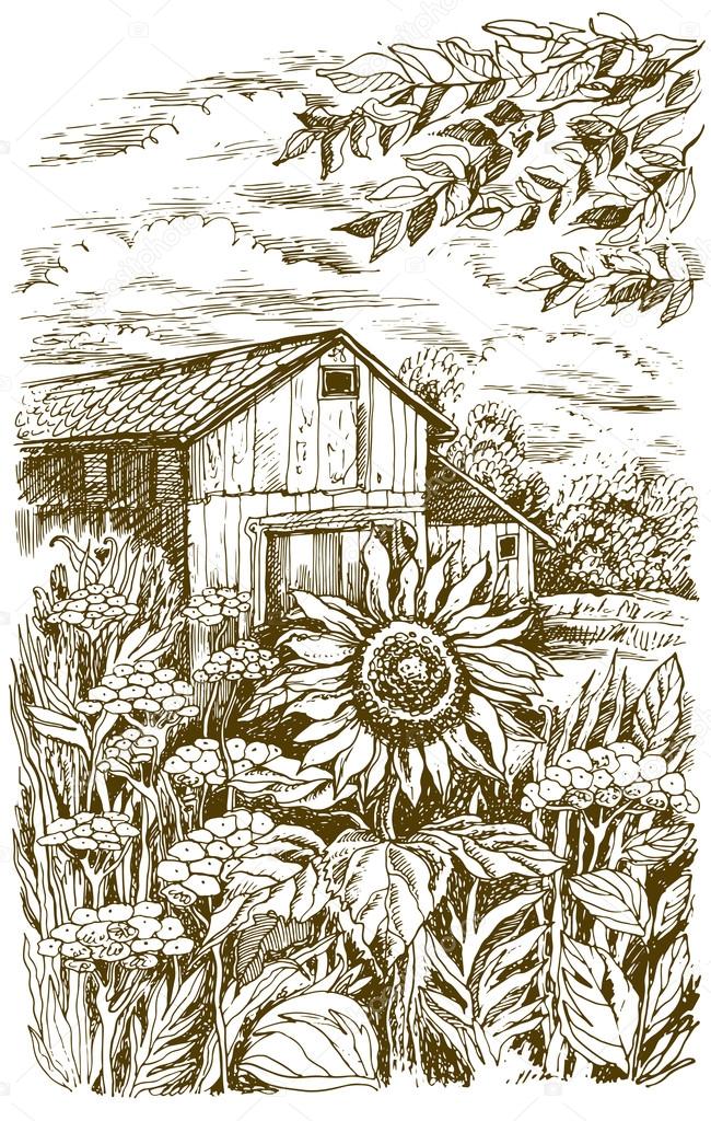 Landscape with sunflower.