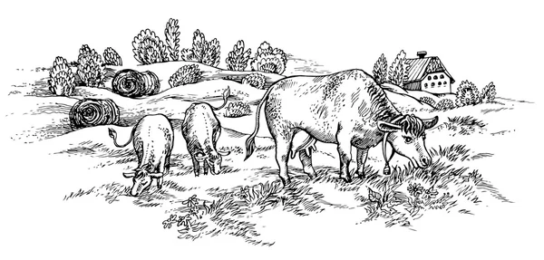 Campo con vacas. Ilustración gráfica dibujada a mano vectorial. Paisaje rural . — Vector de stock