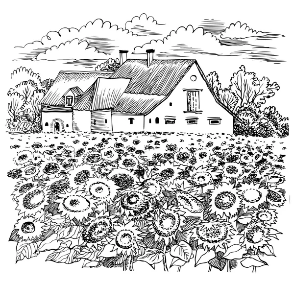 Paisaje con girasol. Gráfico vectorial ilustración dibujada a mano . — Archivo Imágenes Vectoriales