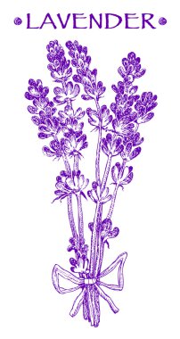 Lavanta buket. Provence. Grafik illüstrasyon vektör el çekilmiş.