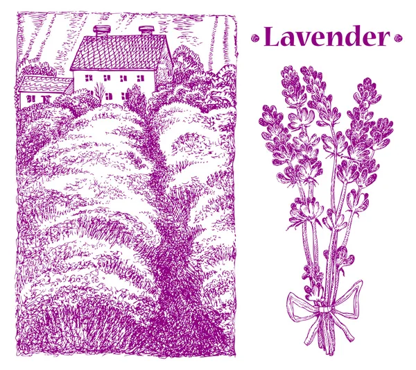 Lavender bouquet. Provence landscape. Vector hand drawn graphic illustration. — Stock Vector