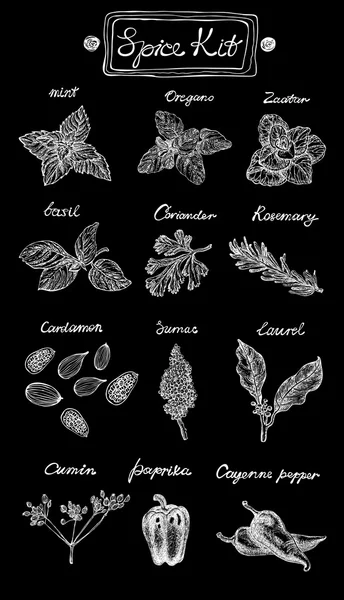 Kit d'épices. Illustration vectorielle dessinée main. Style graphique. Contient : menthe, origan, basilic, coriandre, romarin, cardamon, sumac, laurier, cumin, paprika et papier de Cayenne . — Image vectorielle