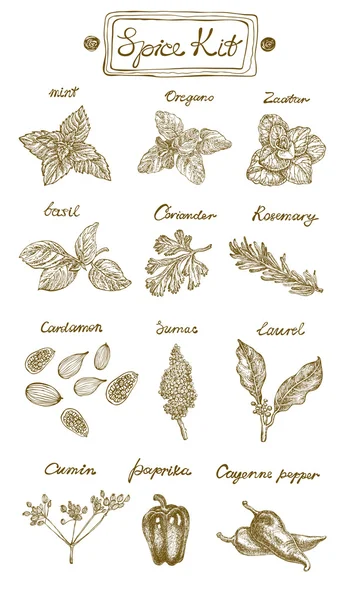 Spice Kit. Hand drawn vector illustration. Graphics style. Contains: mint,oregano, basil, coriander, rosemary, cardamon, sumac, laurel, cumin, paprika and cayenne paper. — Stock Vector