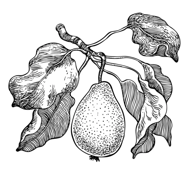 Branche avec poire et feuilles. Illustration graphique vectorielle dessinée main . — Image vectorielle