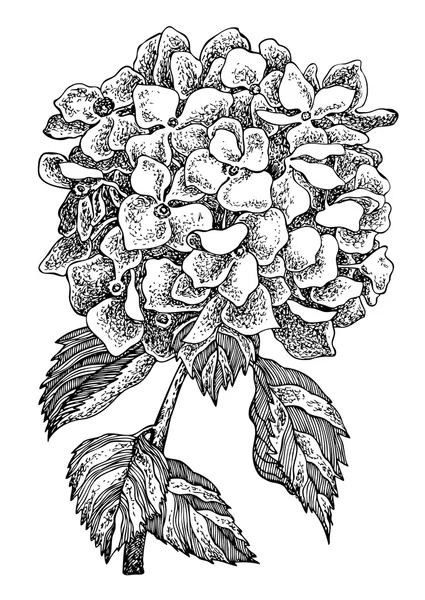 Hydrangea flower. Vector hand drawn graphic illustration. — Stock Vector