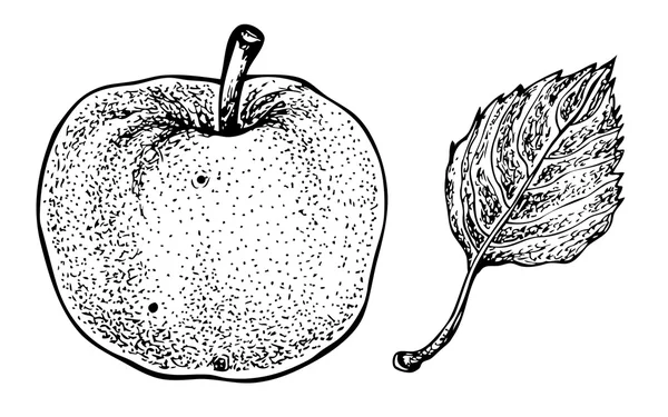 Manzana y hoja. Vector ilustración gráfica dibujada a mano . — Archivo Imágenes Vectoriales