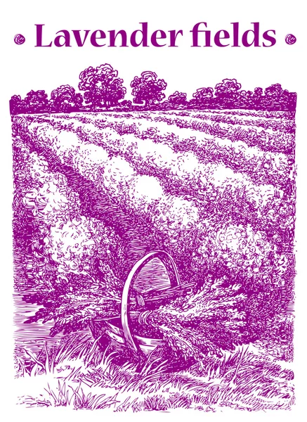 프로방스 풍경입니다. 라벤더 꽃다발과 바구니입니다. 벡터 손으로 그려진 그래픽 일러스트. 스케치 스타일. — 스톡 벡터
