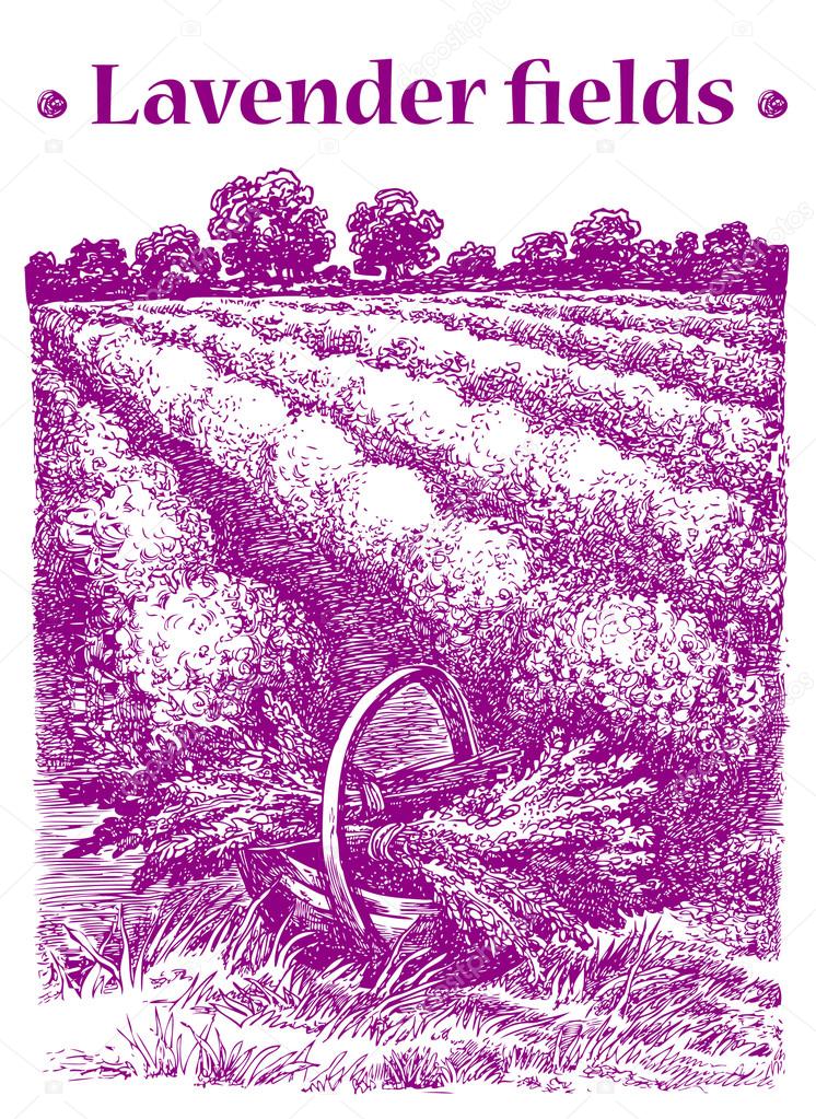 Provence landscape. Basket with  lavender bouquets. Vector hand drawn graphic illustration. Sketchy style.