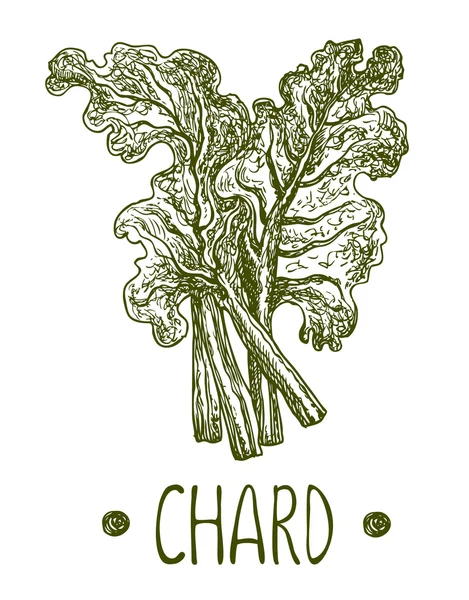 Chard. Ilustración gráfica dibujada a mano vectorial. Estilo incompleto . — Vector de stock