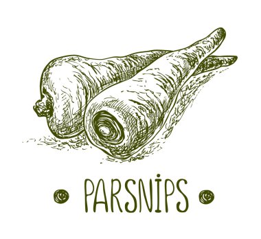 Parsnips. Vector hand drawn graphic illustration. Sketchy style. clipart
