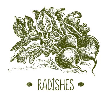 Turp. Grafik illüstrasyon vektör el çekilmiş. Yarım yamalak stili.