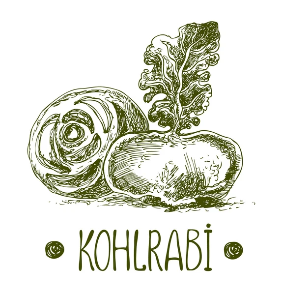 Kohlrabi. Vector hand drawn graphic illustration. Sketchy style. — Stock Vector