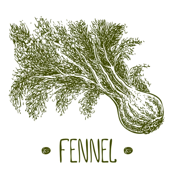 Fennel. Vektor tangan digambar gambar gambar ilustrasi. Gaya Sketchy . - Stok Vektor