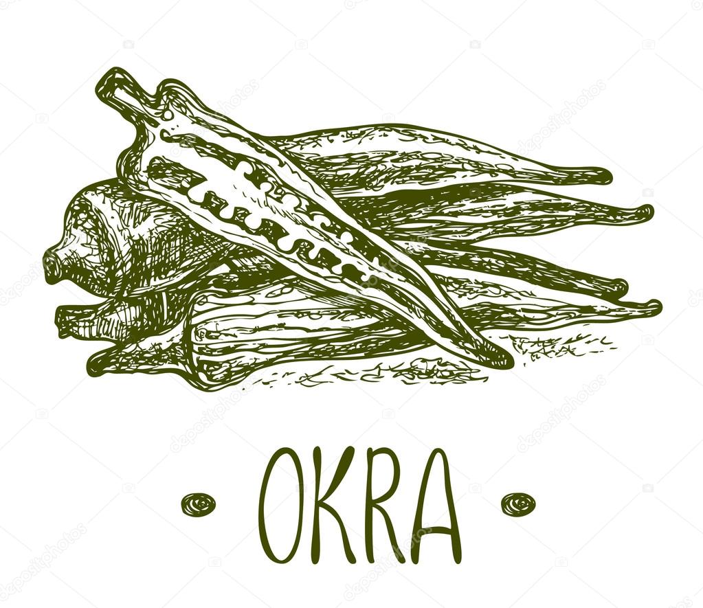 Okra. Vector hand drawn graphic illustration. Sketchy style.