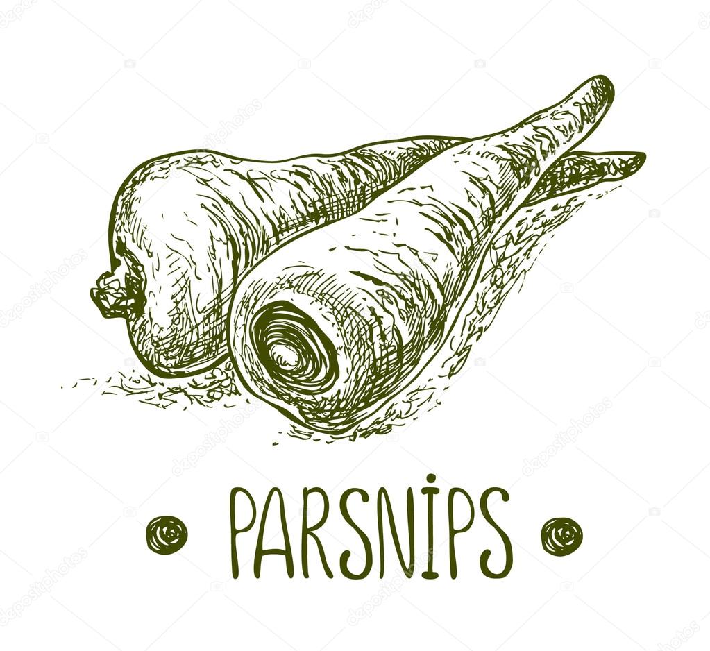 Parsnips. Vector hand drawn graphic illustration. Sketchy style.