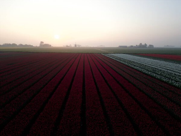 Tulips and a mill at dawn Netherlands. Drone. High quality photo