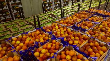 Meyve ve sebze deposu. Yüksek kalite 4k görüntü