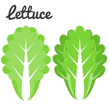 Beyaz zemin üzerine marul vektör