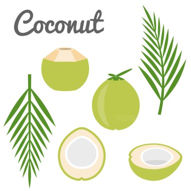 Vektör Hindistan cevizi ve Hindistan cevizi yaprak set simgesi