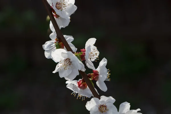 Cherry flowers against a dark background — Stock Photo, Image