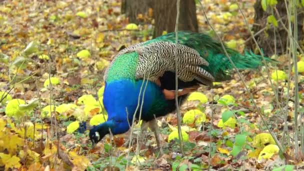 El pavo real camina por el parque — Vídeo de stock