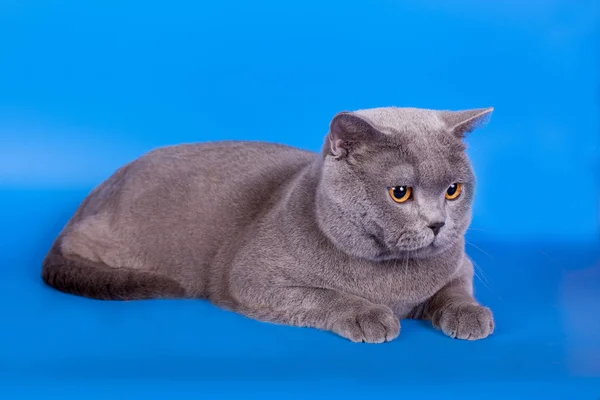 Grå brittiska katt på en blå bakgrund Stockbild