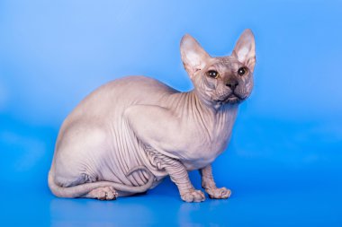 Mavi bir arka plan üzerinde Sphynx kedi   