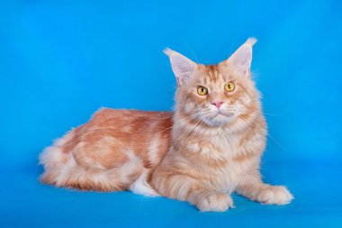 Mavi arka plan üzerinde kırmızı kedi Maine Coon