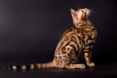 Bengal kedi siyah bir zemin üzerine 
