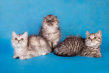 Üç küçük sevimli kabarık kedi mavi zemin üzerine  