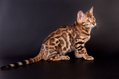 Bengal kedi siyah bir zemin üzerine 