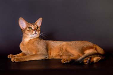 Habeş kedisi siyah arka plan üzerine 