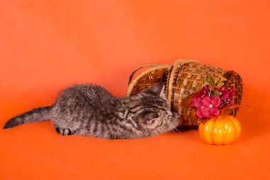Portakal adam üzerinde bir sepet ile bir küçük kabarık çizgili kedi yavrusu